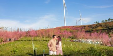 Mai anh đào đã bắt đầu nở ở Đà Lạt