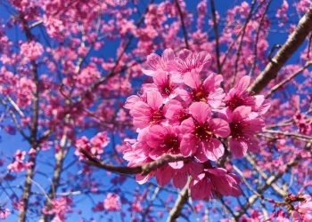 Đà Lạt nhộn nhịp kín phòng ngày cận tết