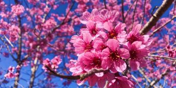 Đà Lạt nhộn nhịp kín phòng ngày cận tết