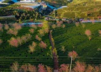 Những điểm ngắm mai anh đào ở Đà Lạt đầu năm