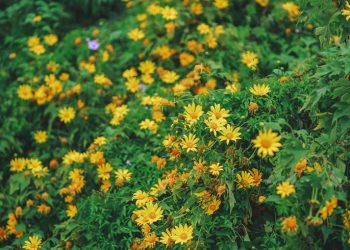 Hoa Dã Quỳ nhuộm vàng ngoại ô Đà Lạt