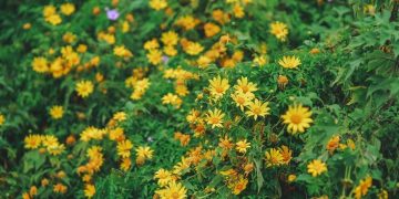 Hoa Dã Quỳ nhuộm vàng ngoại ô Đà Lạt