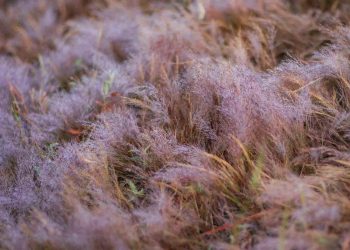 Mùa cỏ hồng ở Đà Lạt