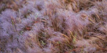 Mùa cỏ hồng ở Đà Lạt